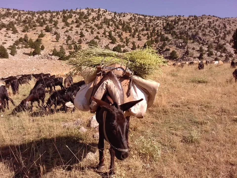 Çayê Çê