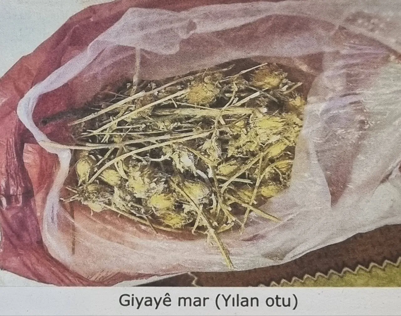 Giyayê Mar û Çîroka Elifê